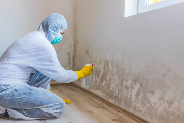 Licensed Mold Remediation service in Blue Bell, PA - WQB Mold Removal